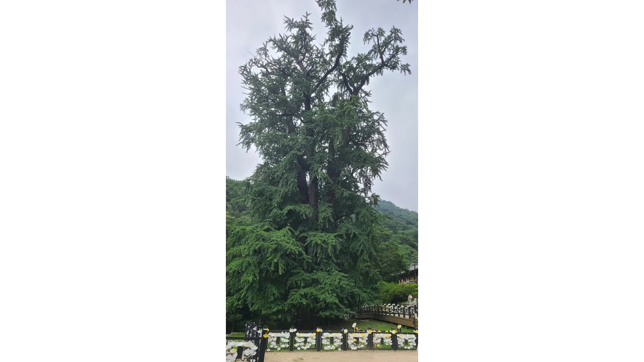 입추(立秋)