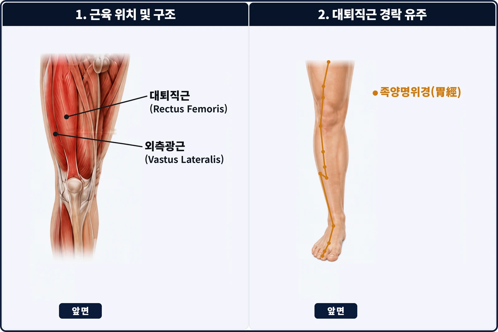 대퇴직근·외측광근의 위치와 족양명위경 경락 유주 도해